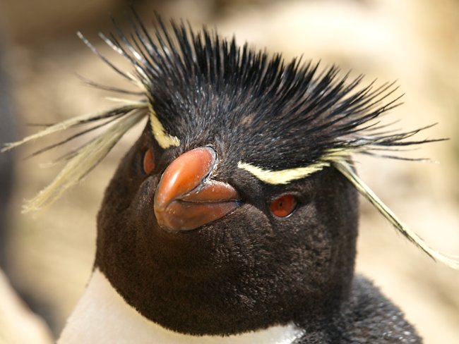 ../../Pictures/241209/017 Rockhopper.JPG